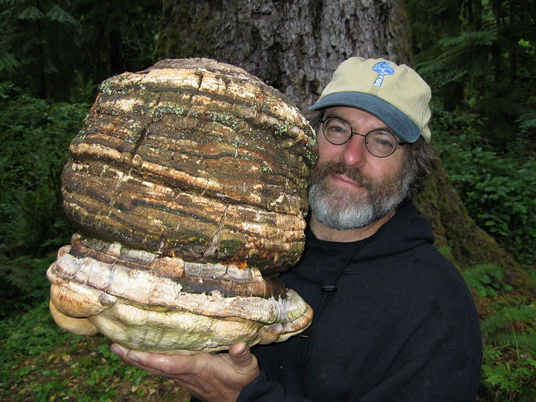 Old Growth Forest Agarikon mushroom