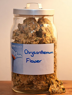 crysanthemum_flower-acupunctureinlondon-well4ever